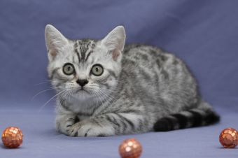 Tabby Dream Spike