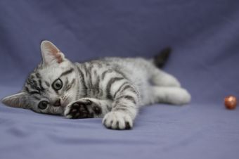 Tabby Dream Swiss Boy