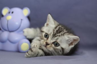 Tabby Dream Shym