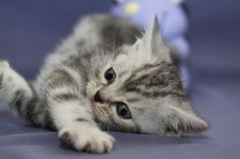 Tabby Dream Sky