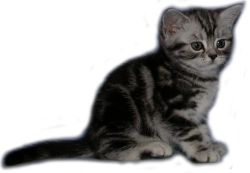 Tabby Dream Pagaille