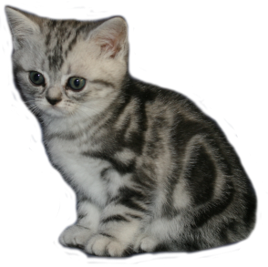 Tabby Dream Pastelle
