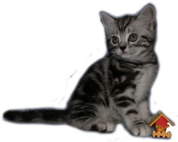 Tabby Dream Philou