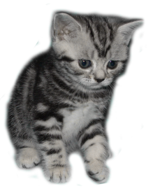 Tabby Dream Phoebe