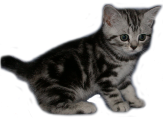 Tabby Dream Pixelle