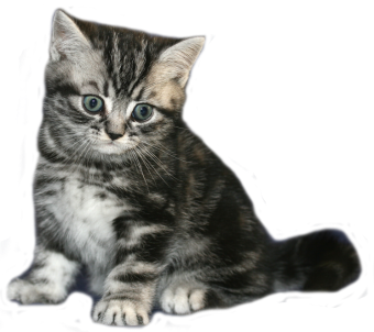 Tabby Dream Playboy