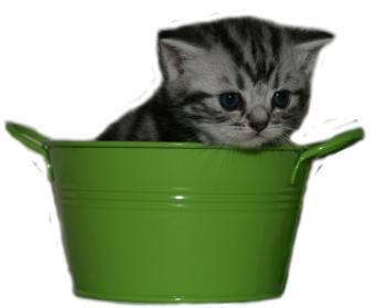 Tabby Dream Raya