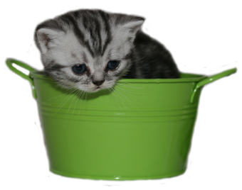 Tabby Dream Reality