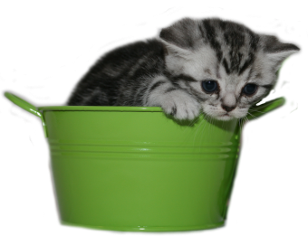Tabby Dream Remember