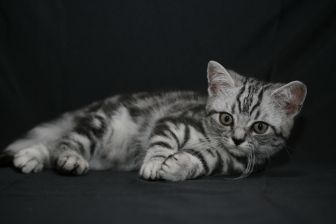Tabby Dream Scott
