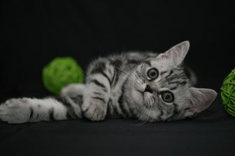Tabby Dream Shadow
