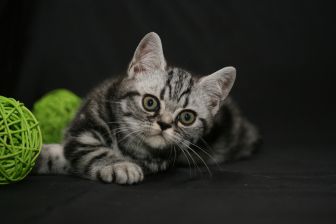 Tabby Dream Shelby