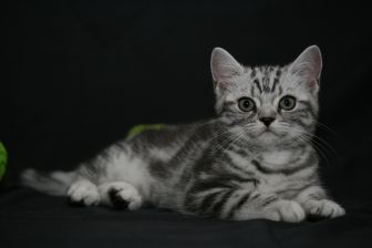 Tabby Dream Sweety