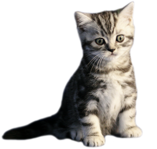 Tabby Dream Pacool