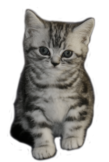 Tabby Dream Pipper